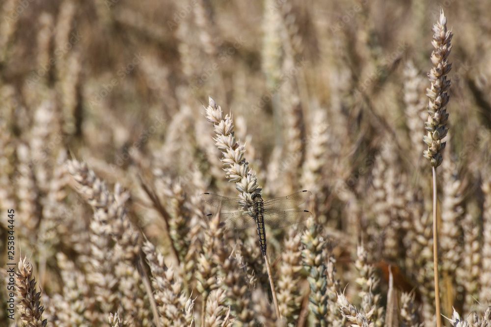 Fototapeta premium Libelle im Roggen