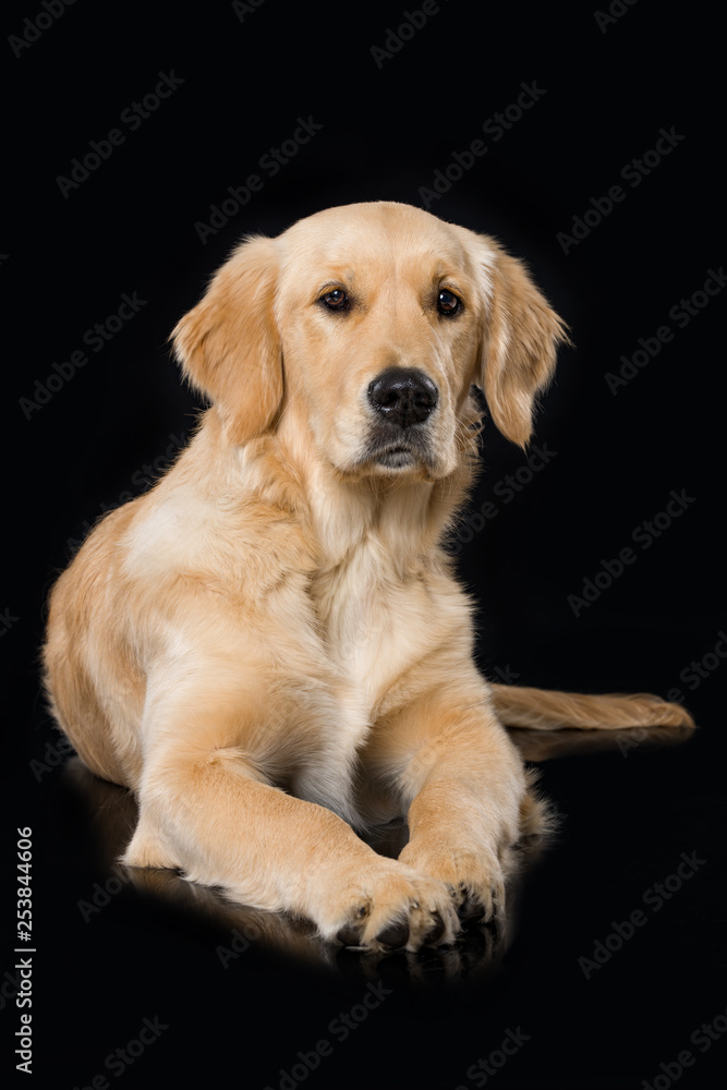 Six months old golden retriever dog lying on black background