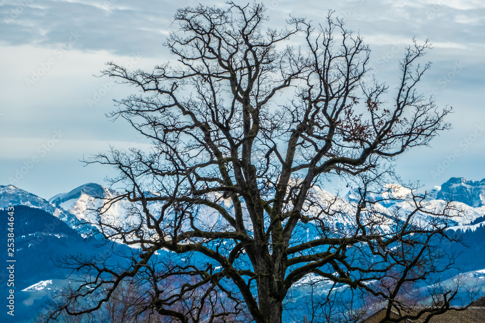 The stark and mysterious beauty of bare trees during the winter in the Swiss Alps, Rapperswil, Sankt Gallen The stark and mysterious beauty of bare trees during the winter in the Swiss Alps, Rapperswil, Sankt Gallen