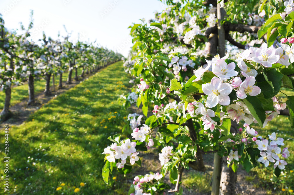 Apple garden blossom