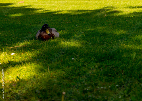 Netherlands, Giethoorn, ducks lying on green grass