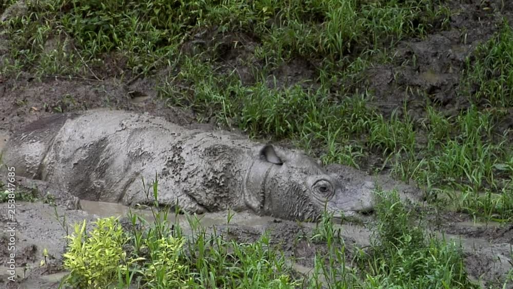 Mud bath, Tamtam, Sabah Rhino, Malaysia, Borneo Mud bath, Tamtam, Sabah Rhino, Malaysia, Borneo