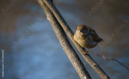 Brightside of the morning with a little song bird in the park in New York photo