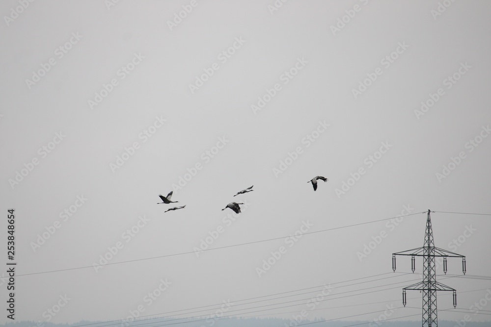Obraz premium flying cranes on a gray sky