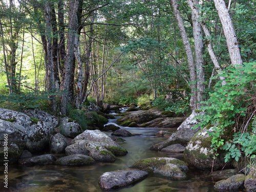 Un ruisseau dans la forêt