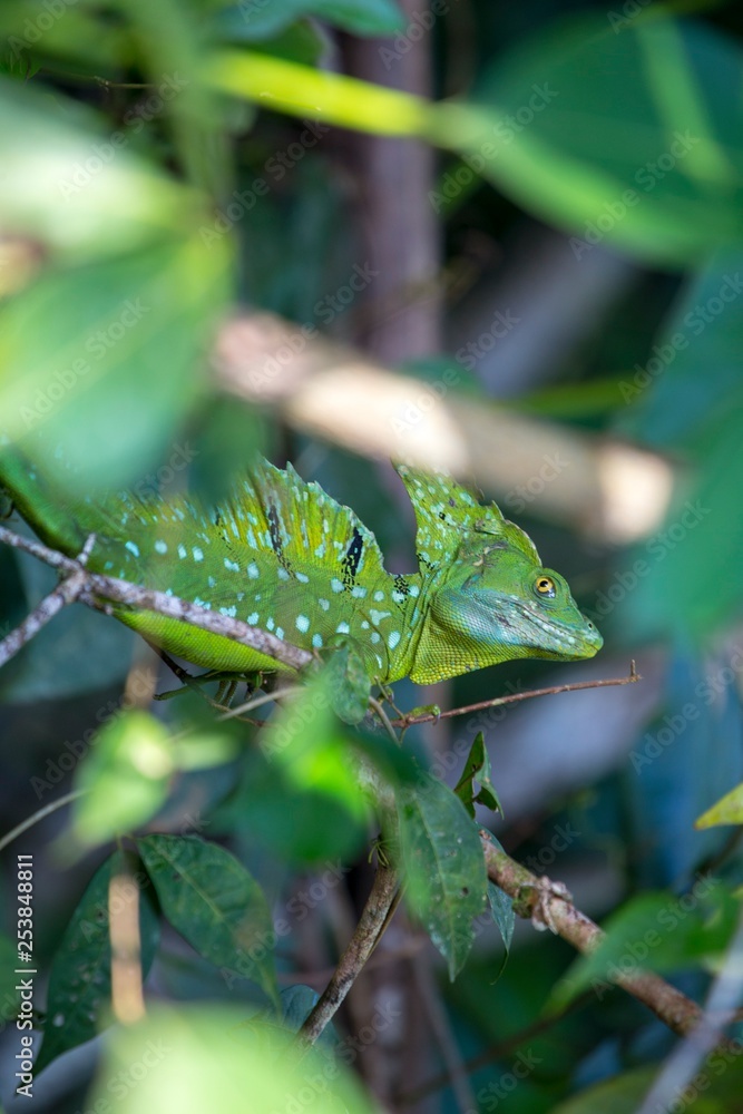 Common Basilisk (Basiliscus basiliscus) Common Basilisk (Basiliscus basiliscus)