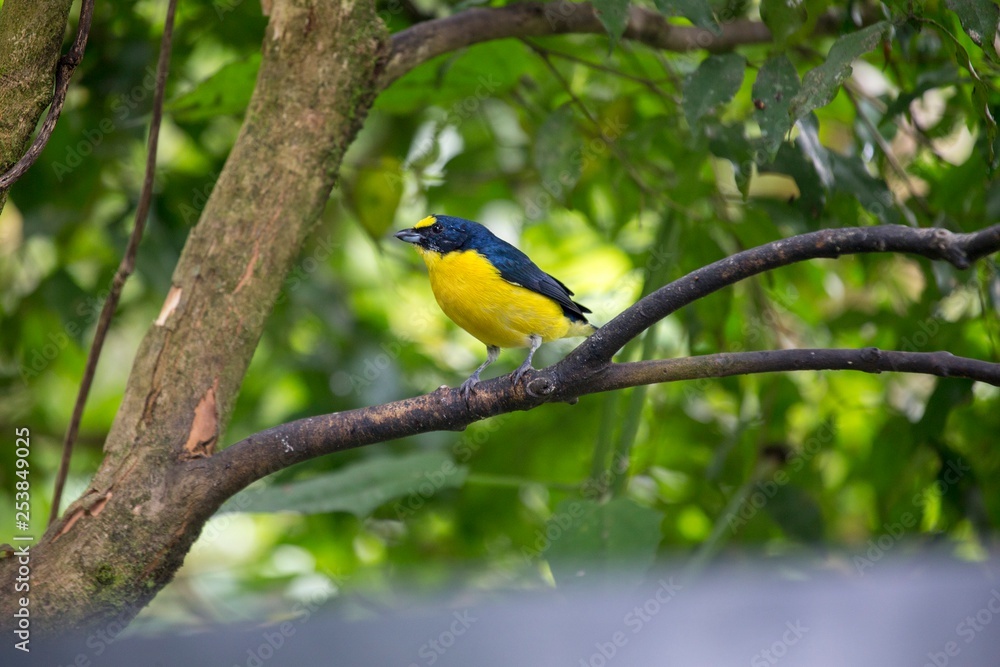 Fototapeta premium Spot-crowned euphonia (Euphonia imitans)