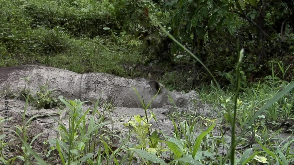 Tamtam, Sabah Rhino, endangered animal, bathing Tamtam, Sabah Rhino, endangered animal, bathing