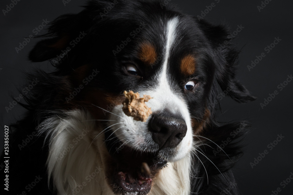 Funny bernese mountain dog catching food