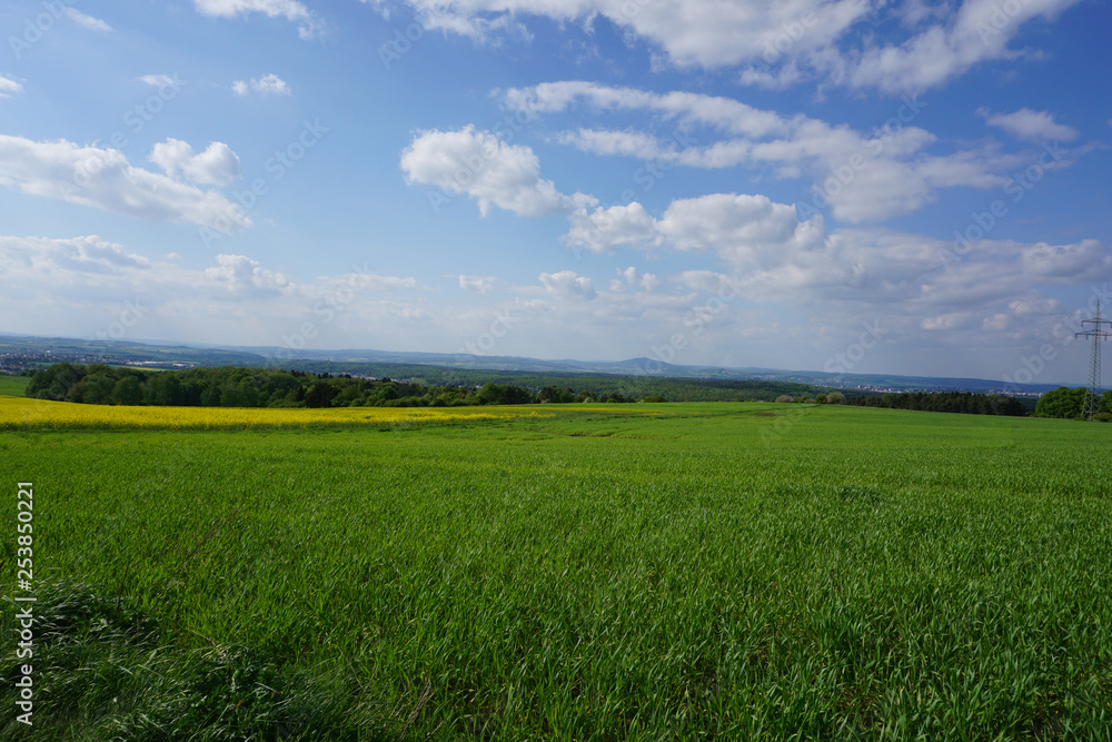 Große Wiese mit angrenzenden Rapsfeld