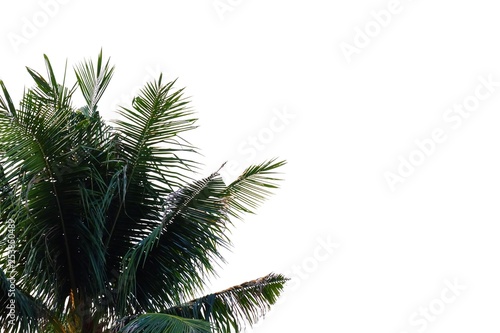Tropical coconut leaves on white isolated background for green foliage backdrop  © Oradige59