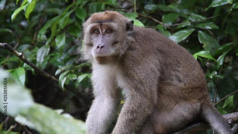 Macaque monkey watching on tree, Malaysia Macaque monkey watching on tree, Malaysia