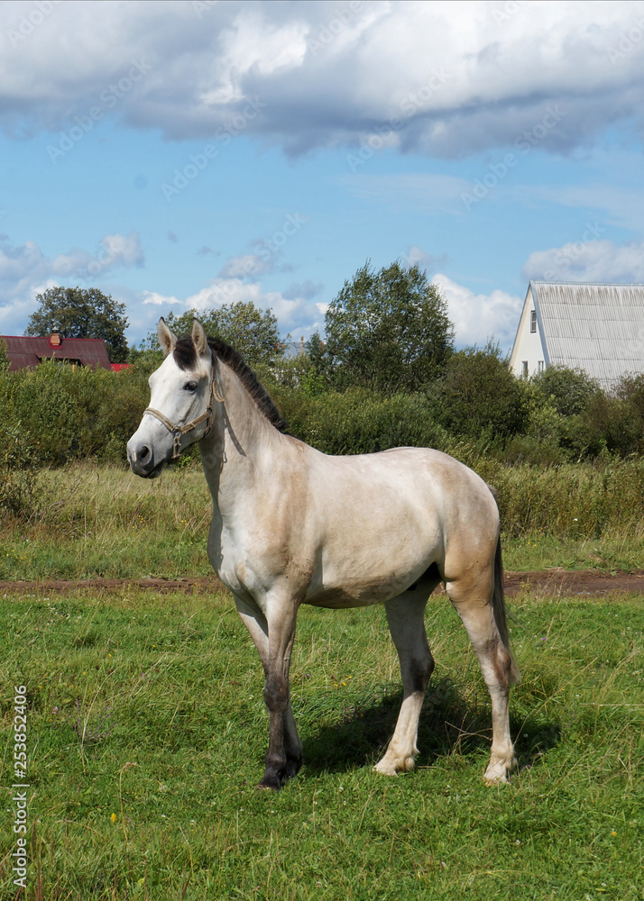 Obraz premium Beautiful light bay horse with a short dark mane standing in field with village houses in the background