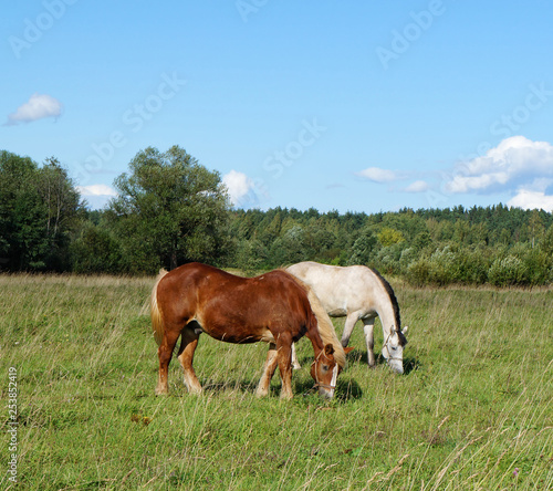 Group of two horses grazing on the field with a forest in the background. Sunny summer day in Russia © Natalia Baran