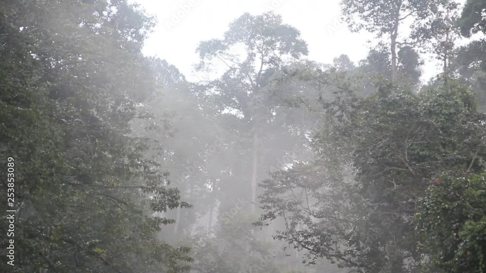 Morning mist in the rainforest Morning mist in the rainforest