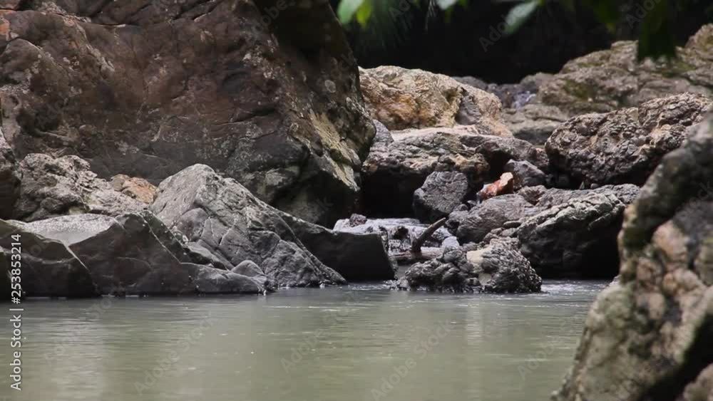 Stream in the rainforest, Borneo Malaysia Stream in the rainforest, Borneo Malaysia