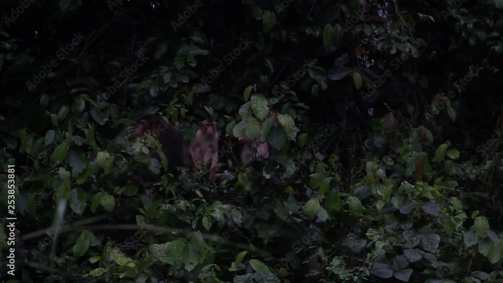 Two Macaque monkeys playing In Bushes Among Green Foliage, Malaysia Two Macaque monkeys playing In Bushes Among Green Foliage, Malaysia