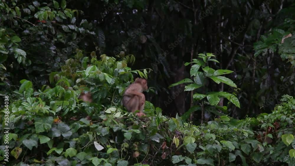 Funny long-tailed macaque, Borneo rainforest Funny long-tailed macaque, Borneo rainforest