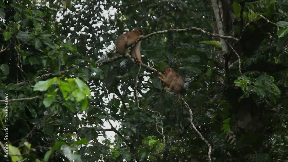 Two macaques, Borneo rainforest Two macaques, Borneo rainforest