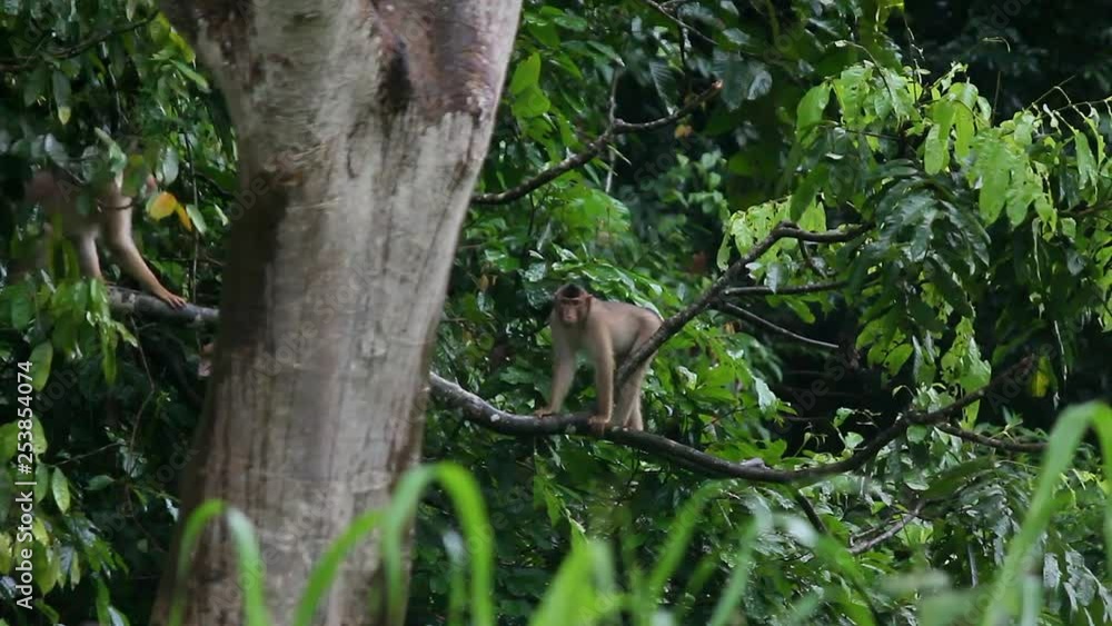 Young long-tailed macaques playing, Borneo rainforest Young long-tailed macaques playing, Borneo rainforest