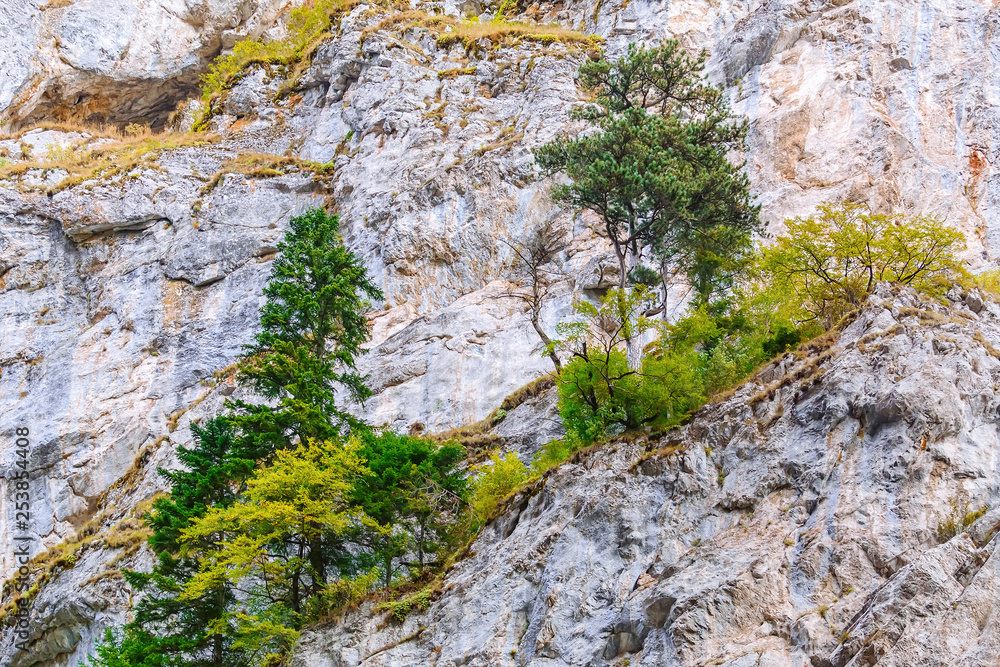 Pine tree in Rhodope Mountains Pine tree in Rhodope Mountains