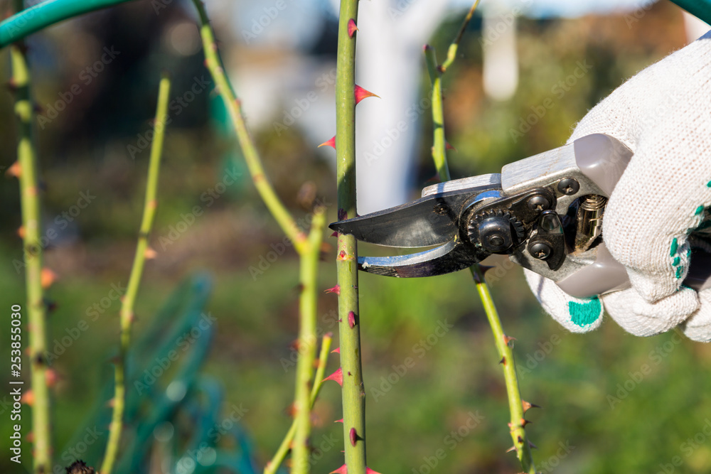 Hand holding bypass pruning secateur for cutting roses Hand holding bypass pruning secateur for cutting roses