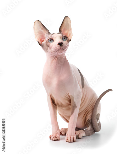 Canadian Sphynx cat with blue eyes sitting on white background 