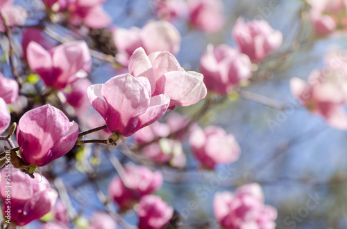 Beautiful magnolia tree blossoms in springtime. Jentle magnolia flower against sunset light.
