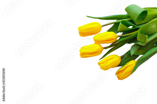 Yellow tulips on a white background. Flowers lie on the top right