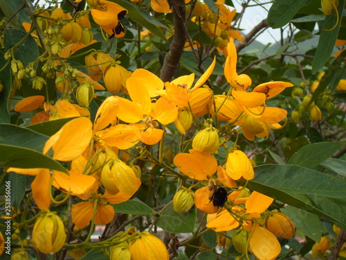 Yellow Flower Tree two bee