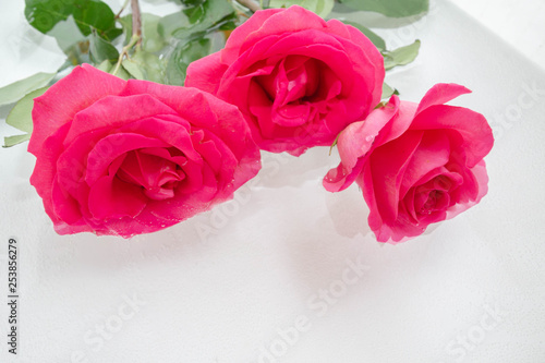 Big beautiful pink roses lie in the water