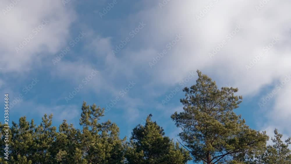 the beginning of spring. pine branches swaying against the blue sky. the beginning of spring. pine branches swaying against the blue sky.