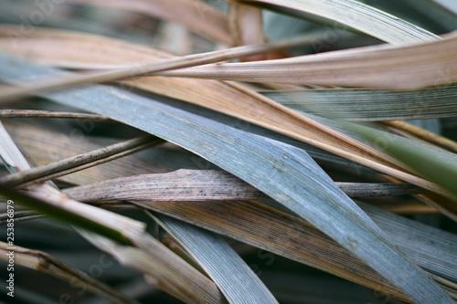 Vetiver Grass Close Up. Green Leaf of a Plant