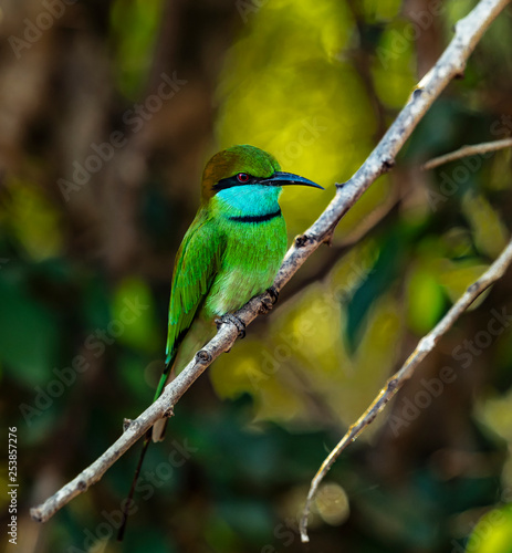 Sri Lanka - Yala NP - Green Bee Eater