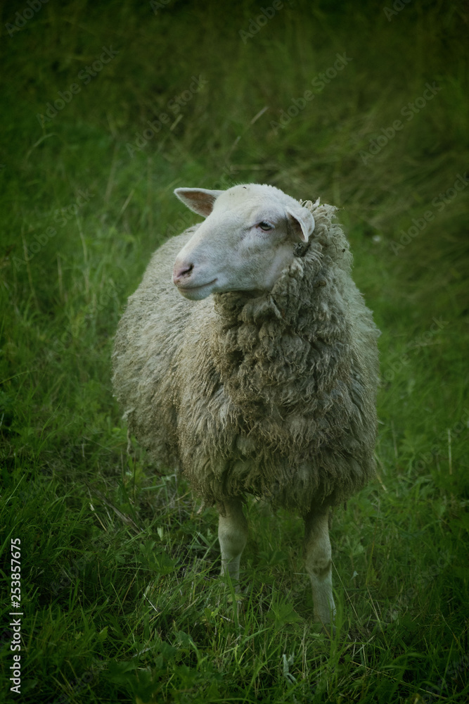 Fototapeta premium Sheep lives in farm. 