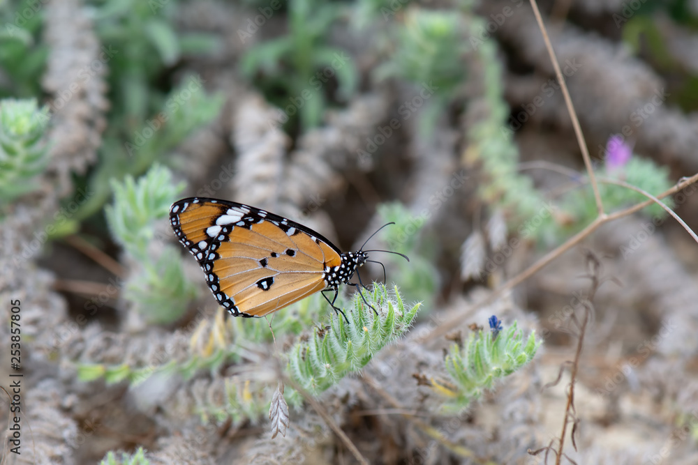 Obraz premium Danaidae / Sultan / / Danaus chrysippus