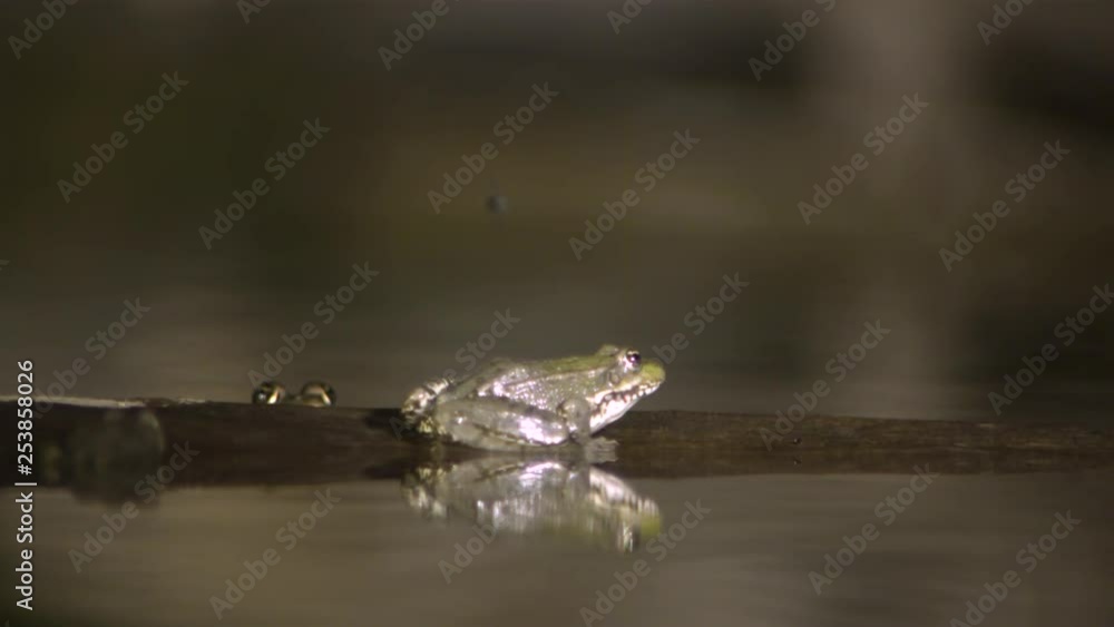 Frogs on a log Frogs on a log