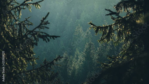 View of forest framed by evergreen tree branches