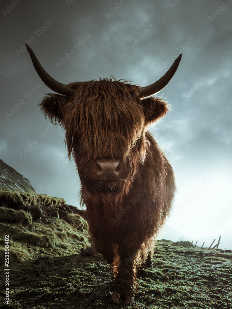 Highland Cattle Dimensions & Drawings