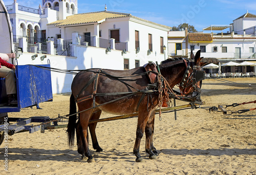 cart of pilgrims pulled by donkey, El Rocio, Spain