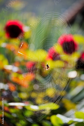 A spider on its web	 photo