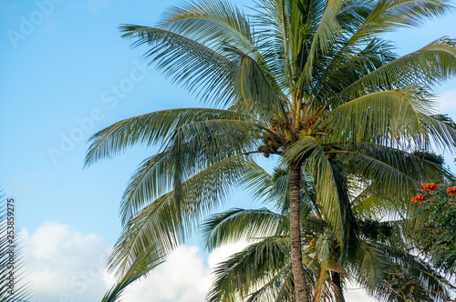 Close up of a palm tree. Coconuts can been seen. 