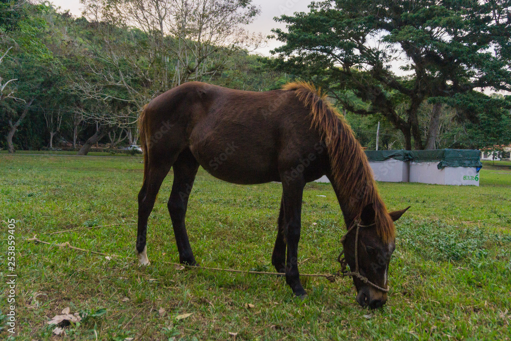 horse grazing in the grass horse grazing in the grass