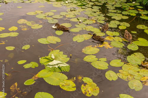 Netherlands, Rotterdam, a close up of a pond with ducks © SkandaRamana