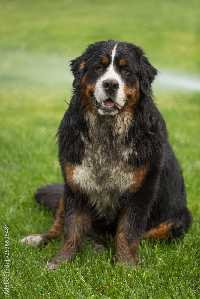 dirty bernese mountain dog on the grass
