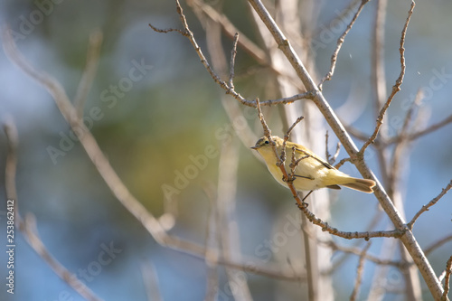 Wallpaper Mural bird on branch Torontodigital.ca