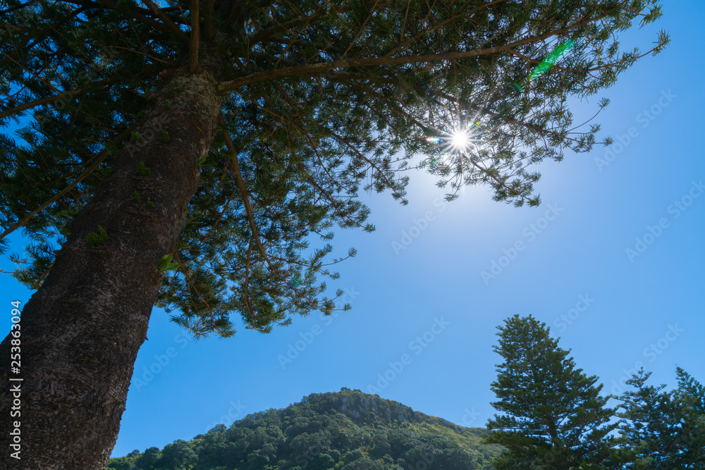 Fototapeta premium Sun flare through branches of Norfolk Pine tree