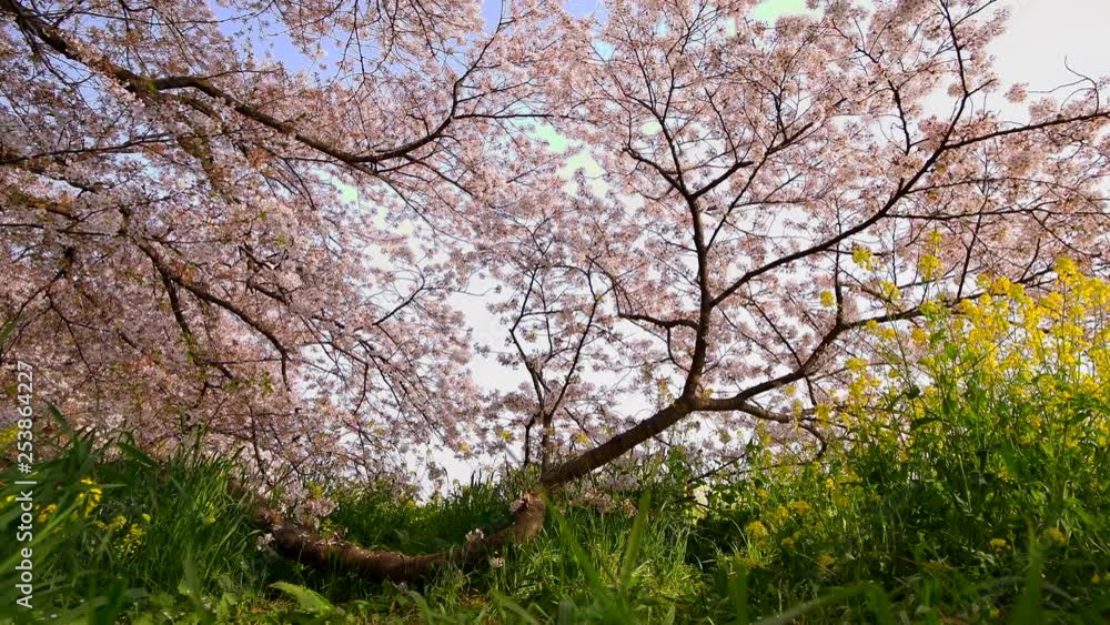 very beautiful giant sakura tree cherry blossom in full bloom trunk on grass with yellow flower and sky in background very beautiful giant sakura tree cherry blossom in full bloom trunk on grass with yellow flower and sky in background