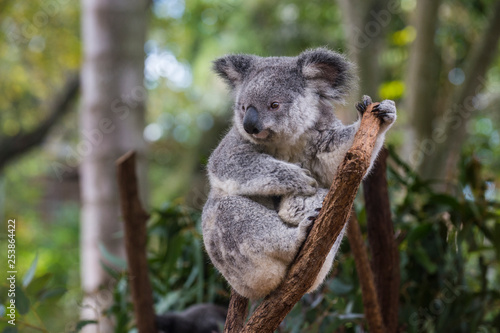 Australia, Brisbane, Lone Pine Koala Sanctuary, portrait of koala perching on tree trunk photo