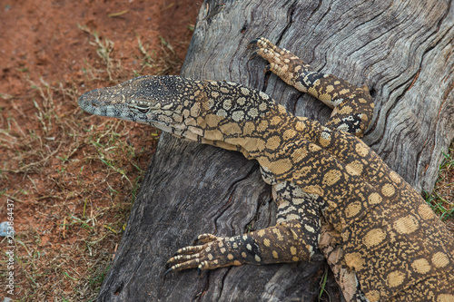 Australia, Brisbane, Lone Pine Koala Sanctuary, lace monitor on dead tree photo